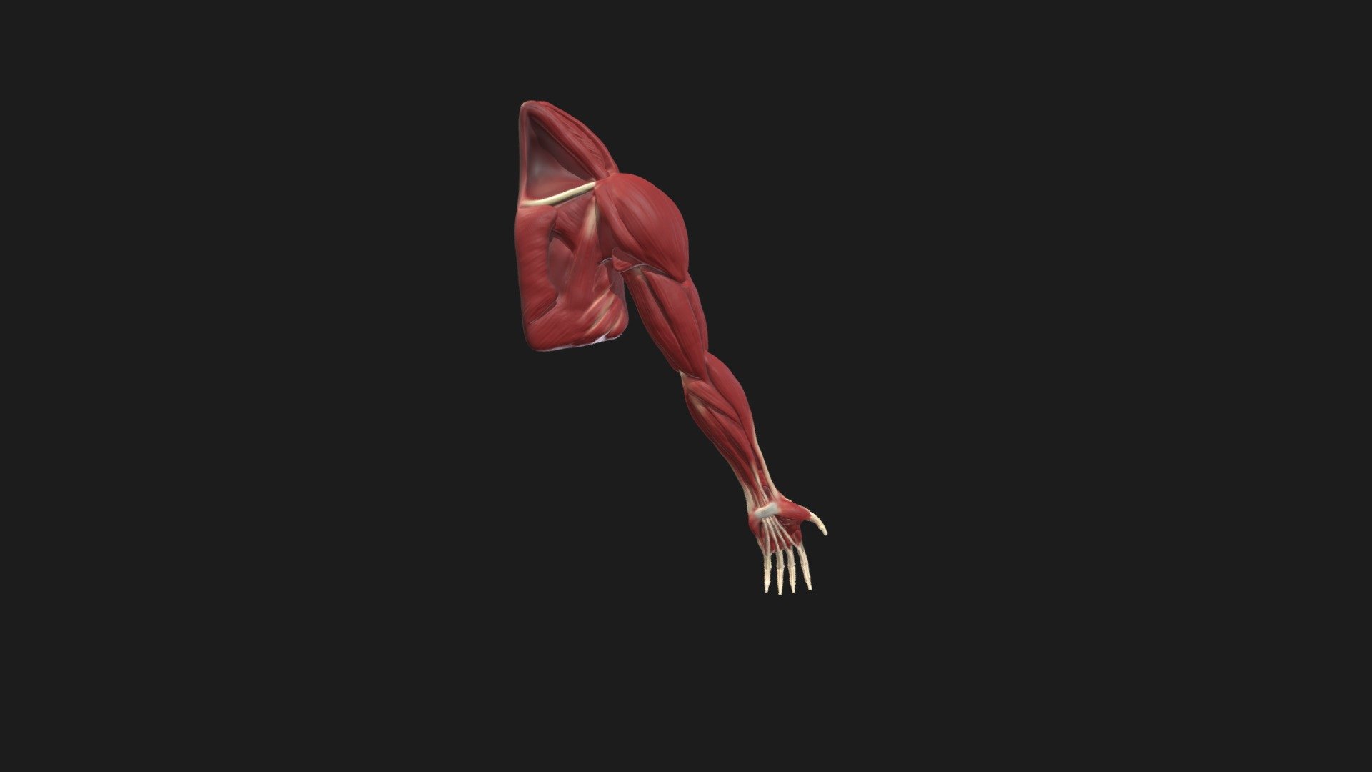 Orangutan Upper Limb Reconstruction — Sketchfab embed 3D viewer