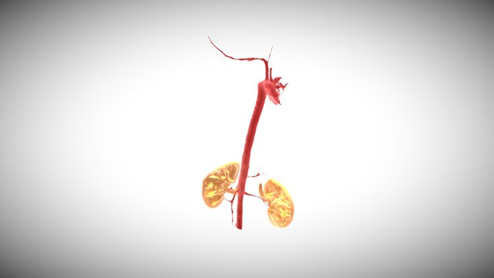 Segmentation of kidneys and aorta 3D Model