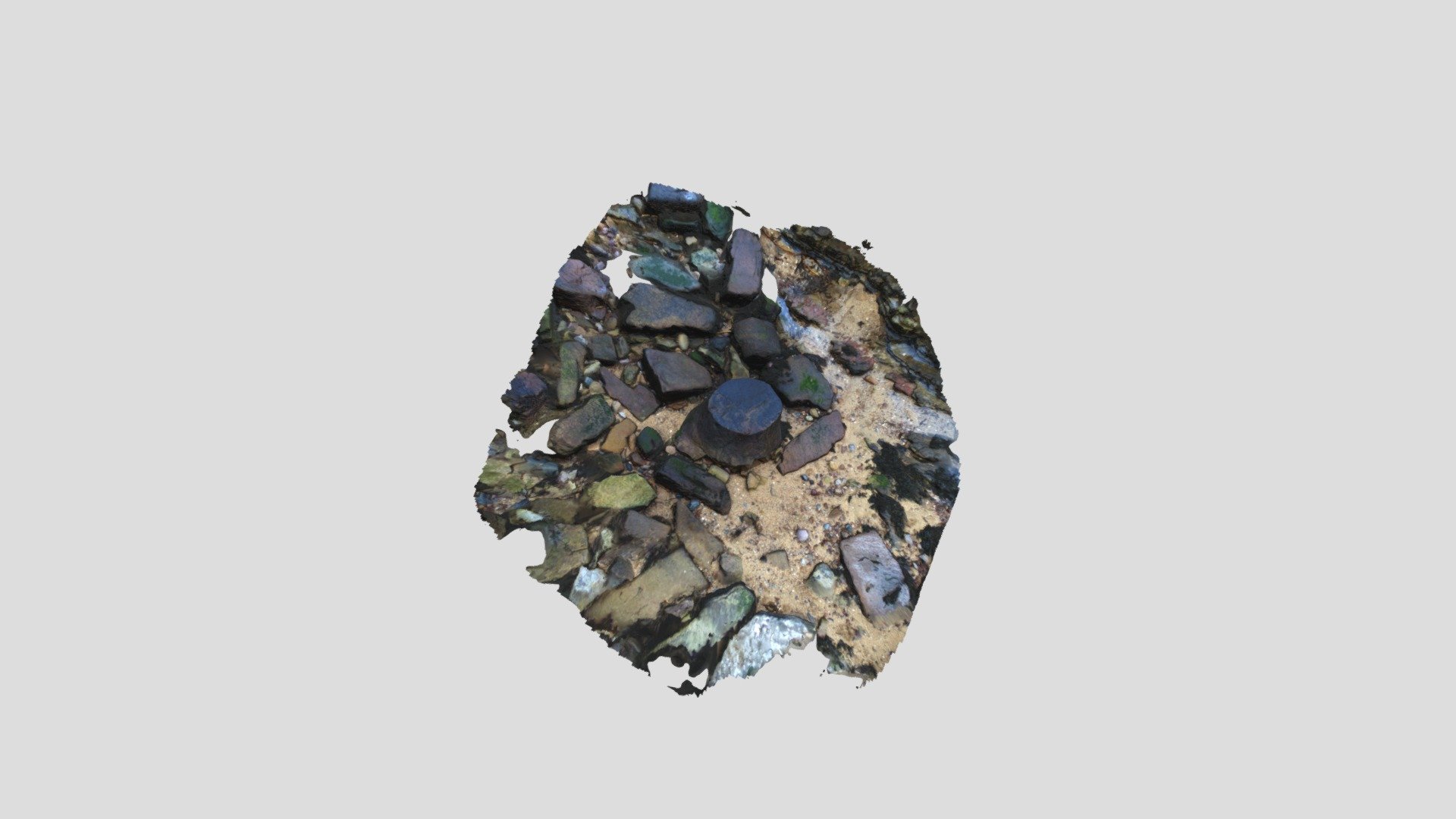 Carboniferous Tree Stump Crail 1