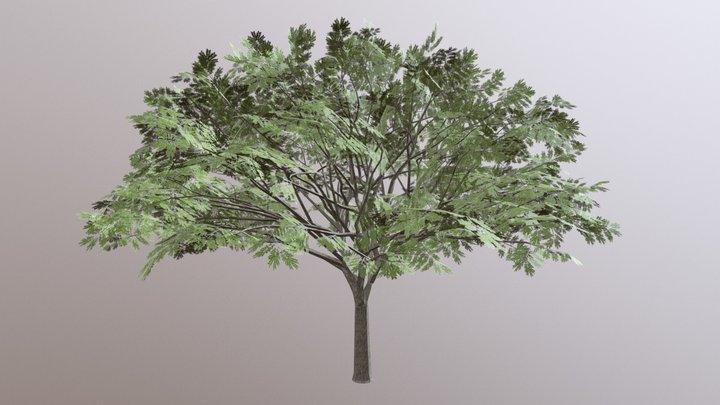 Rain Tree 3D Model