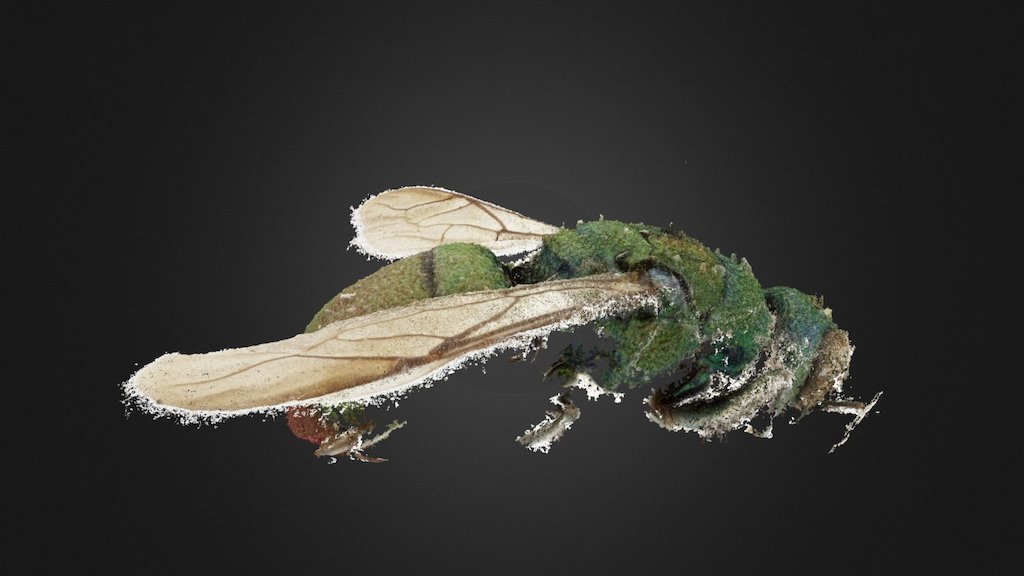 Chrysis Marqueti