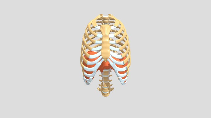 Diaphragm During Respiration 3D Model