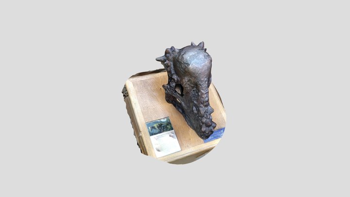 Pachycephalosaurus cast 3D Model