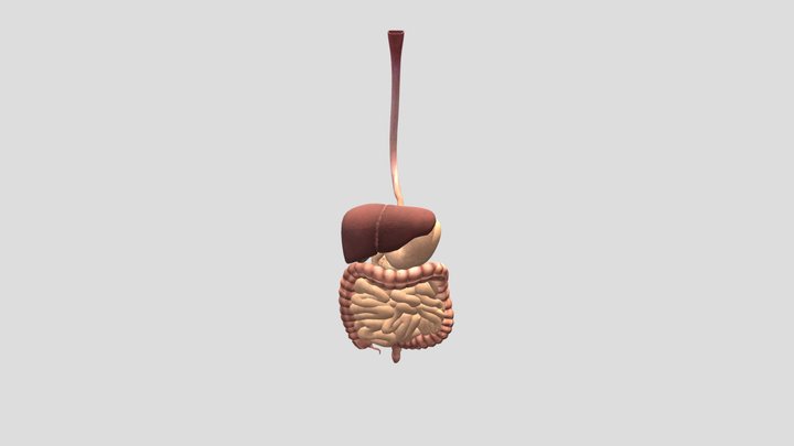 digestive system 3D Model