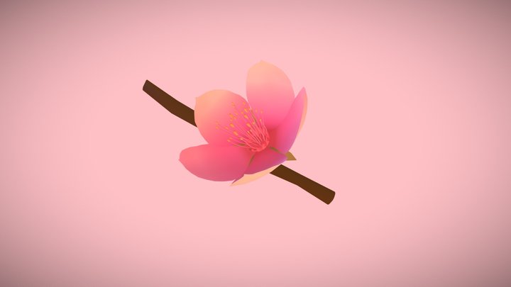 Cherry Blossom 3D Model