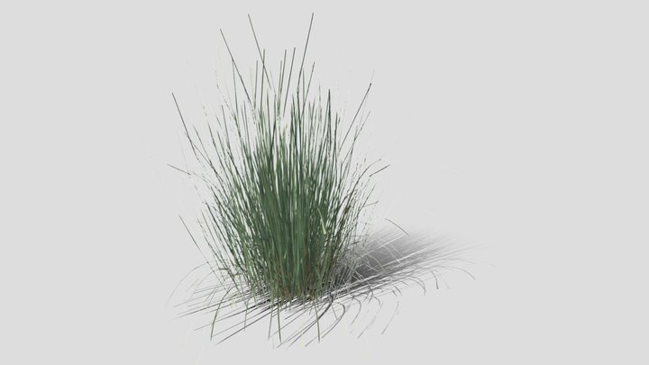 Schizachyrium (Andropogon) scoparium 3D Model