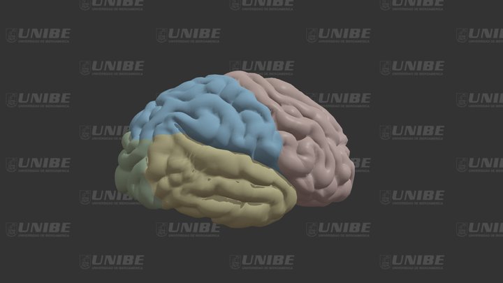 LÓBULOS CEREBRALES 3D Model