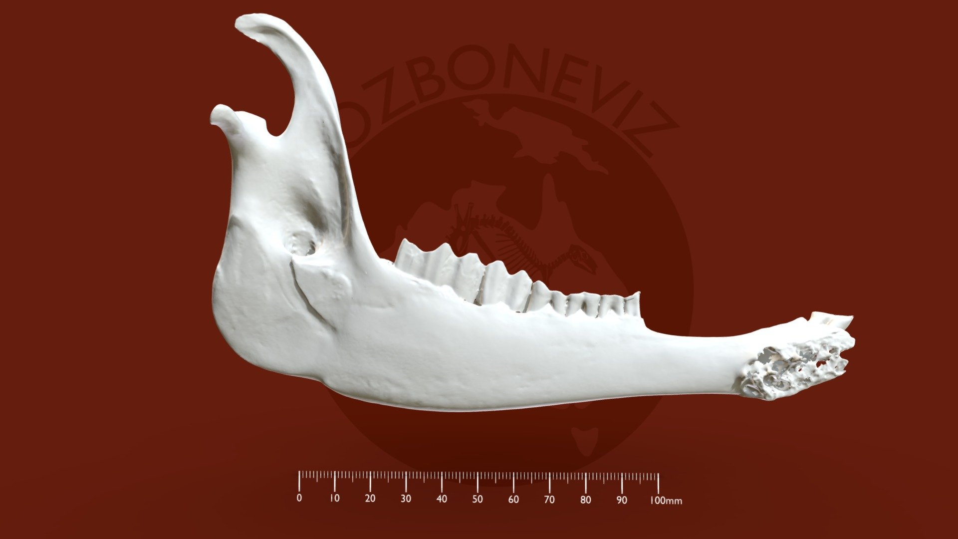 Domestic goat dentary - 3D model by Ozboneviz [f79ccb5] - Sketchfab