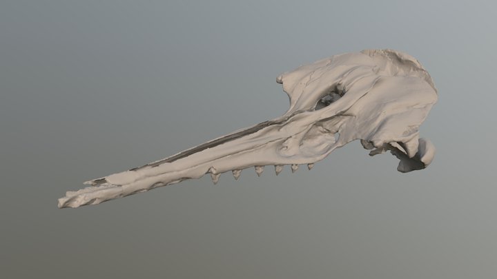 Cotylocara macei CCNHM 101 3D Model