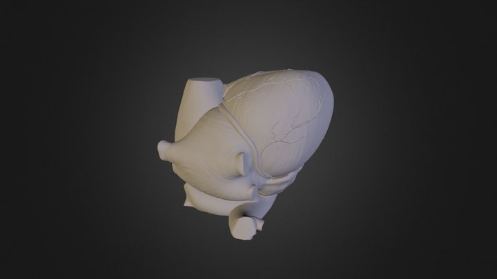 Südame anatoomia 3D Model
