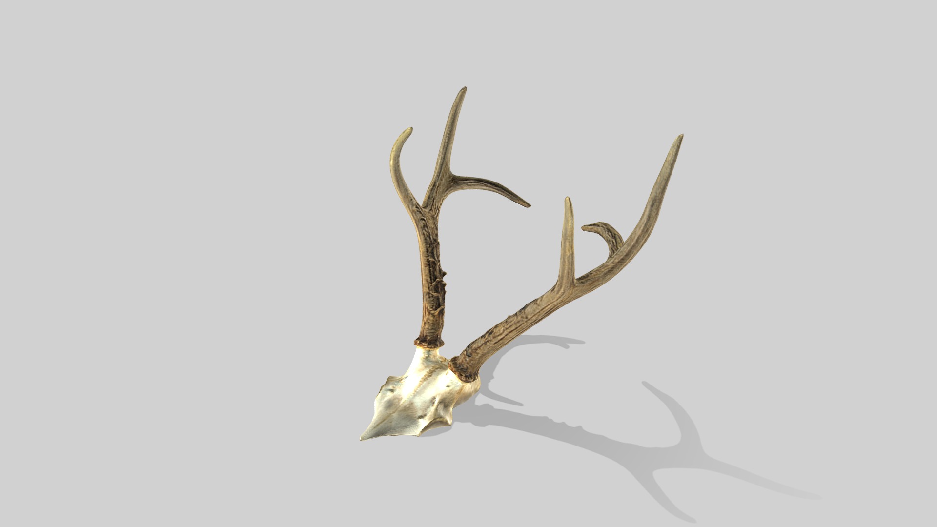 3D model Roe Horns - This is a 3D model of the Roe Horns. The 3D model is about a skeleton of an animal.