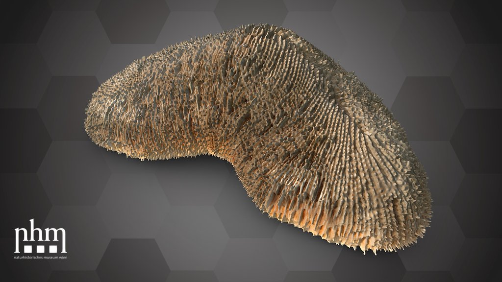 Mushroom coral (NHMW-ZOO-EV-0008421)