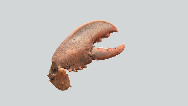 Tenaza de Cangrejo Moro (Menippe Mercenaria) - 0 3D Model