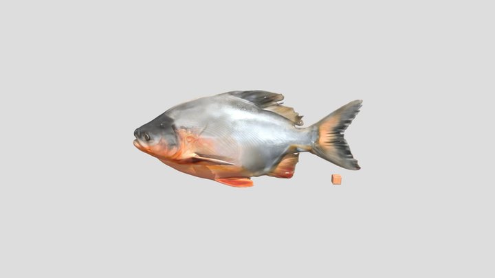 Red-Bellied Pacu Fish 3D Model