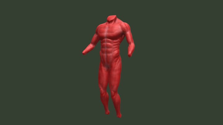 Anatomical Muscles Studies 3D Model