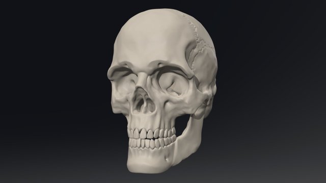 Skull Study 3D Model
