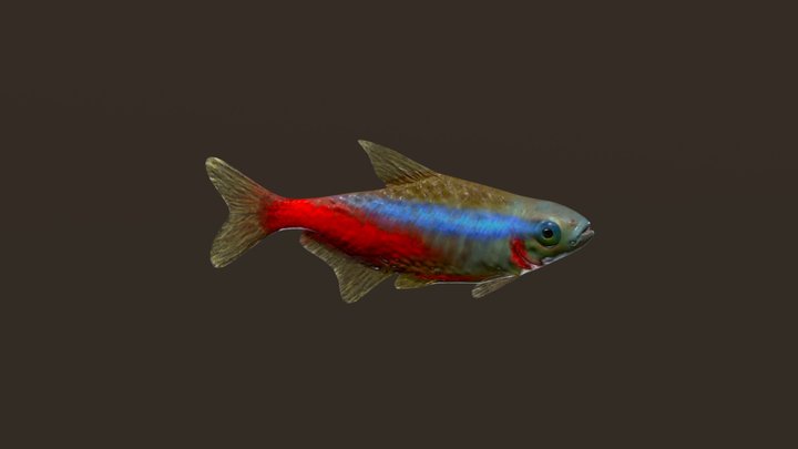 Neon tetra aquarium fish 3D Model