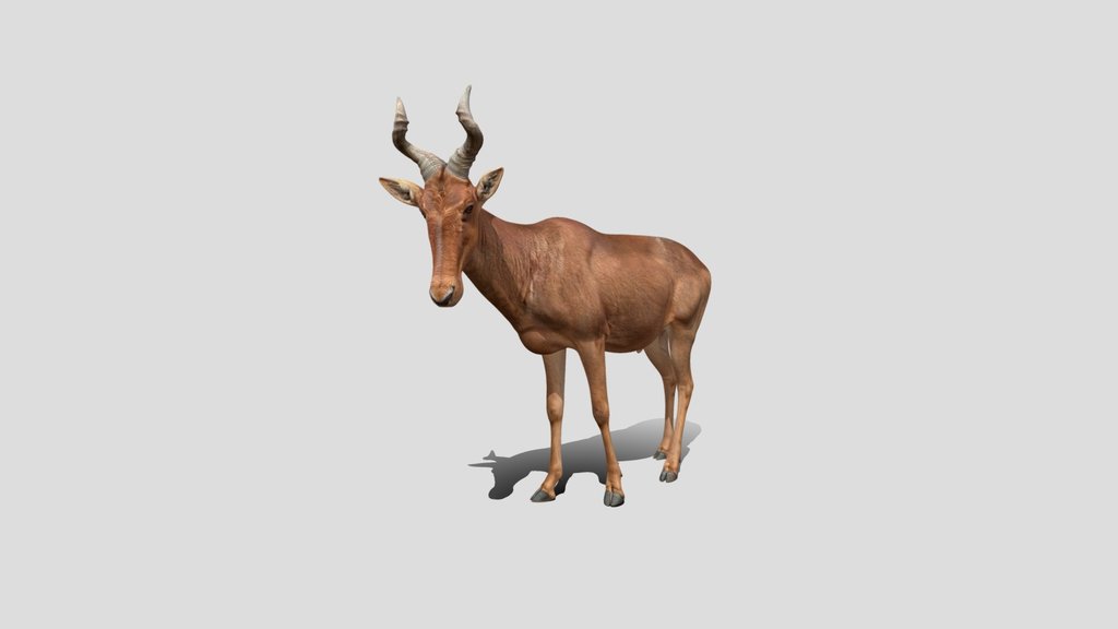 Elk Antelope