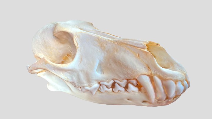 Coyote Skull 3D Model
