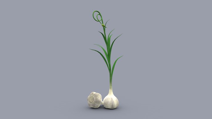 Garlic Plant 3D Model