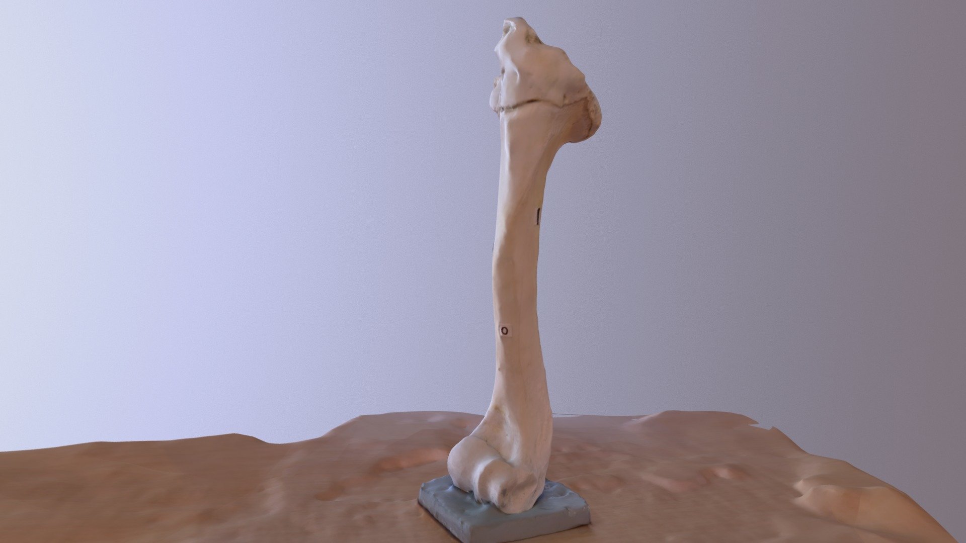 Bone - 3 Obj - 3D model by cacross [f7ad3b2] - Sketchfab