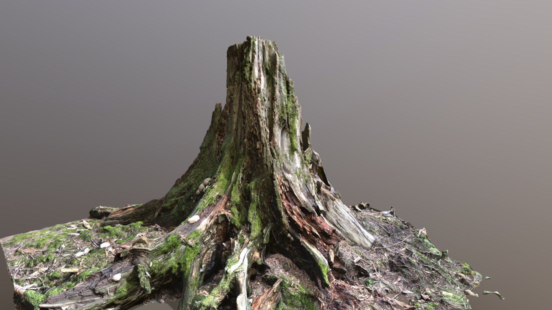 Tree stump — Sketchfab embed 3D viewer
