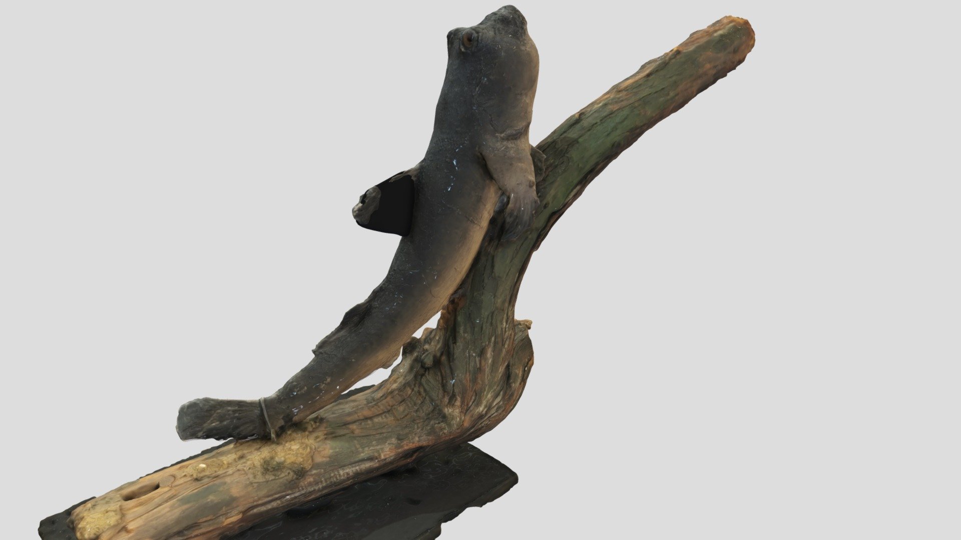 Илистый прыгун - 3D model by darwinmuseum.ru [f7b0768] - Sketchfab