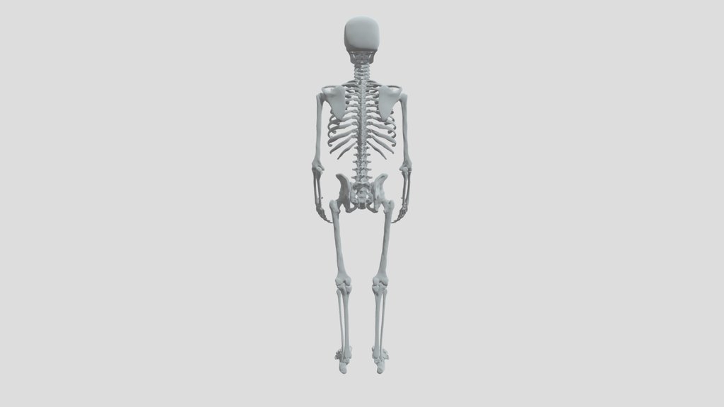 Full Skeleton Human