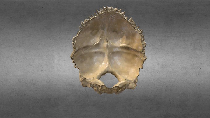 Hueso Occipital/Occipital Bone - 3D model by UACh [f7b9dd2] - Sketchfab