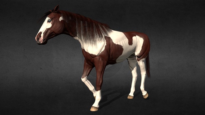 Anatomically Correct Horse 3D Model