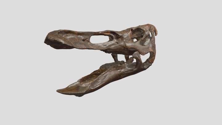 CCM V 38-8 "Anatotitan" Edmontosaurus skull 3D Model