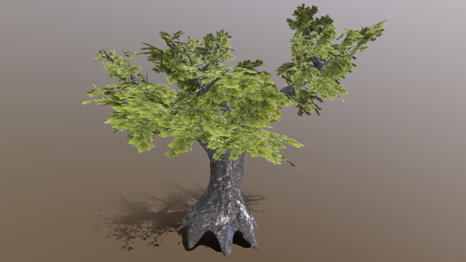 Oak Tree - Download Free 3D model by nasimi [f7baf8d] - Sketchfab