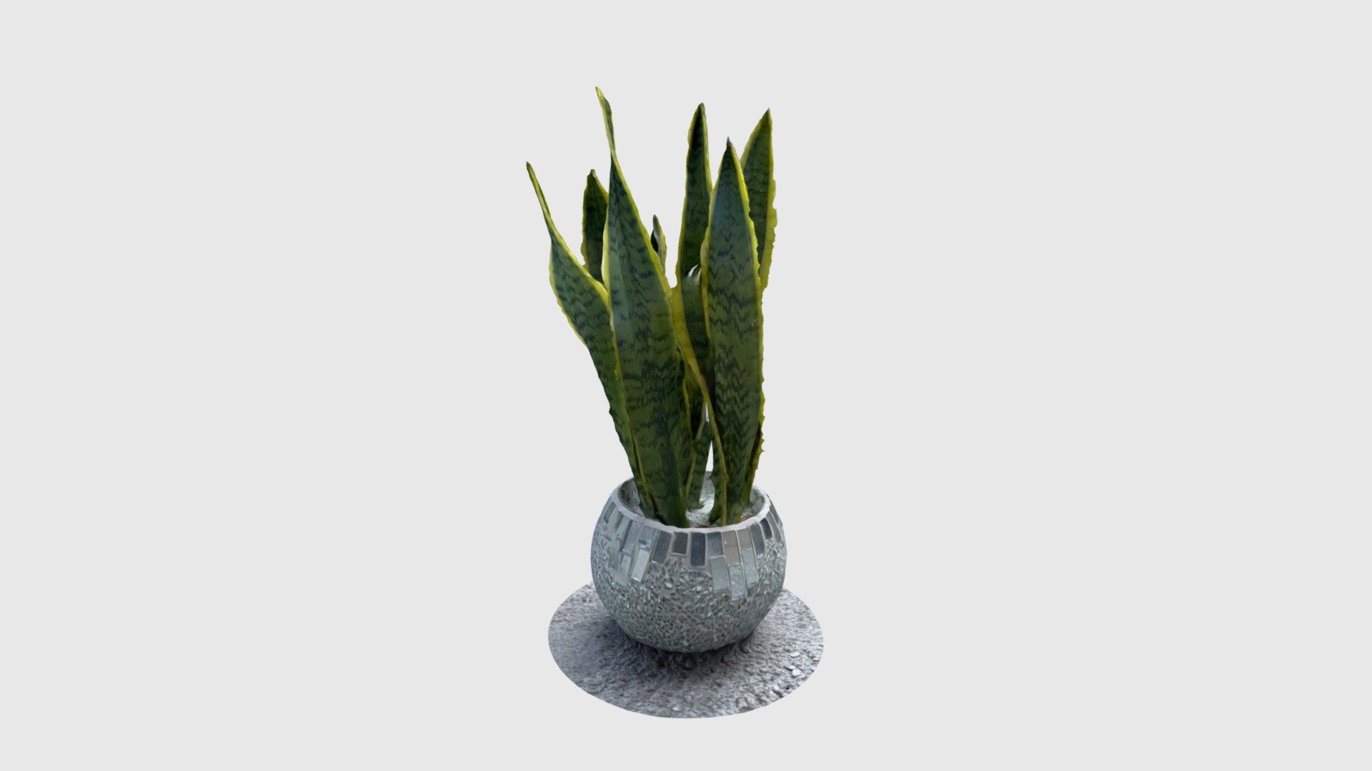 Sansevieria