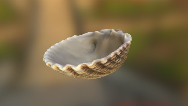 Common cockle 3D Model