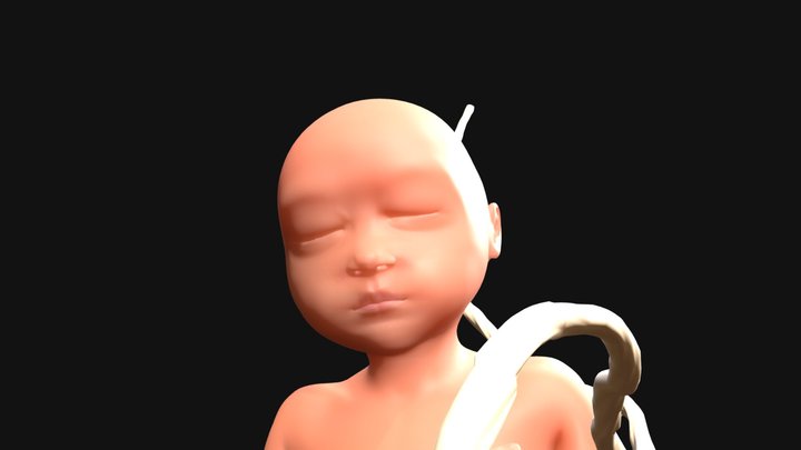 Fetus 3D Model