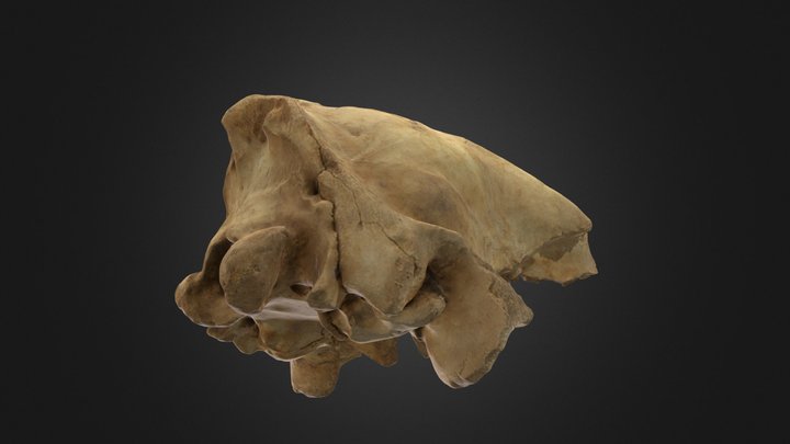 Cranio-di-ursus-spelaeus-pleistocene 3D Model