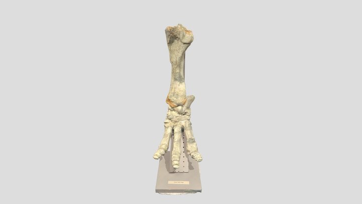 Titanotherium Robustus Rear Left Leg 3D Model
