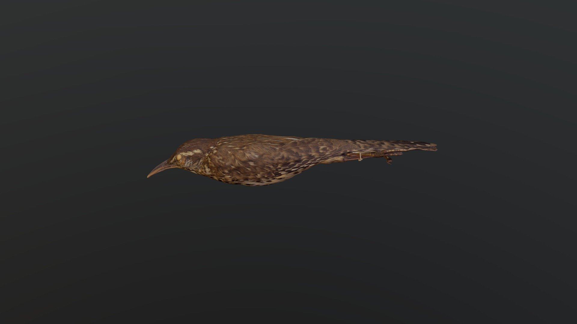 Cactus Wren - Campylorhynchus brunneicapillus