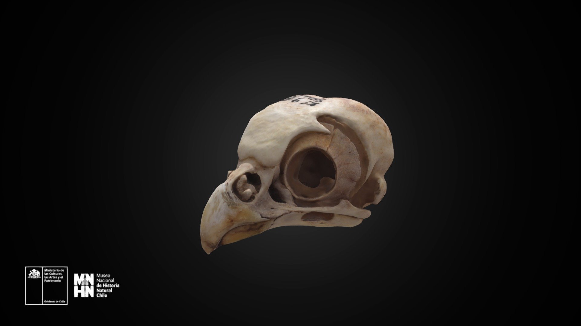 Glaucidium nanum