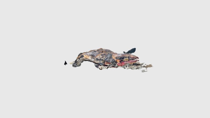 GW Post Necropsy 3D Model