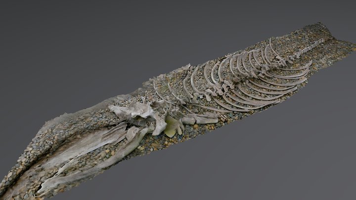 Whale skeleton 3D Model