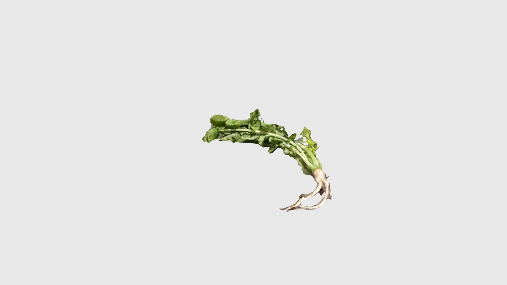 Daikon Radish (Scaniverse 1 of 2)