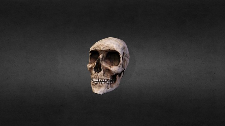 Human Skull 3D Model