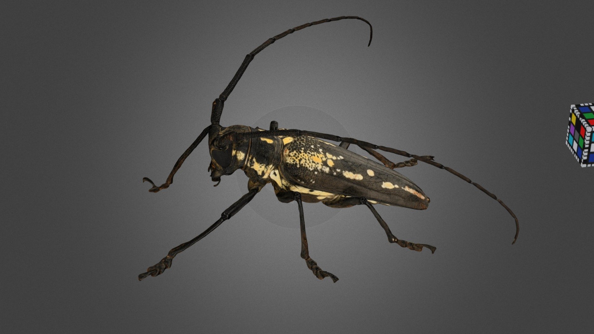 シロスジカミキリ White Stripe Long-horned Beetle - Download Free 3D model by  ffish.asia / floraZia.com (@ffishAsia-and-floraZia) [f7d847e]