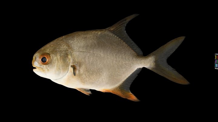 Fish - A 3D model collection by baxterbaxter - Sketchfab