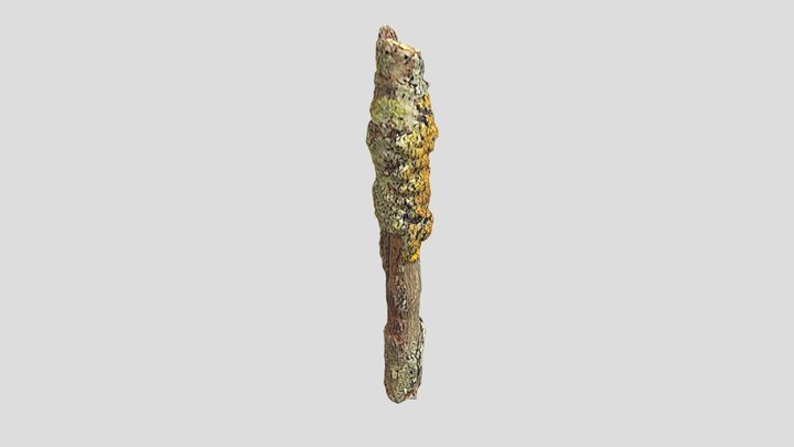 Stick with lichens 3D Model