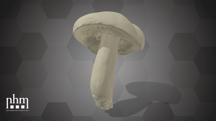 Suede bolete (NHMW-AFW-DING-0046-156) – Modèle 3D gratuit STL