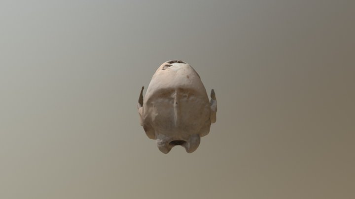 XIBALBAONYX OVICEPS 3D Model