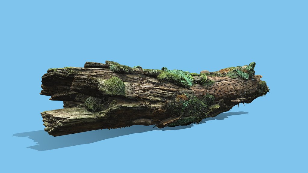 Driftwood with Moss and Lichen