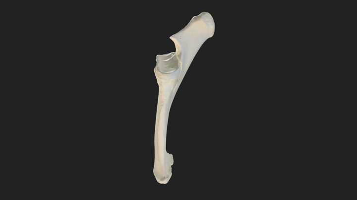 antebrachial bones (ossa antebrachii) pony – Modèle 3D gratuit STL
